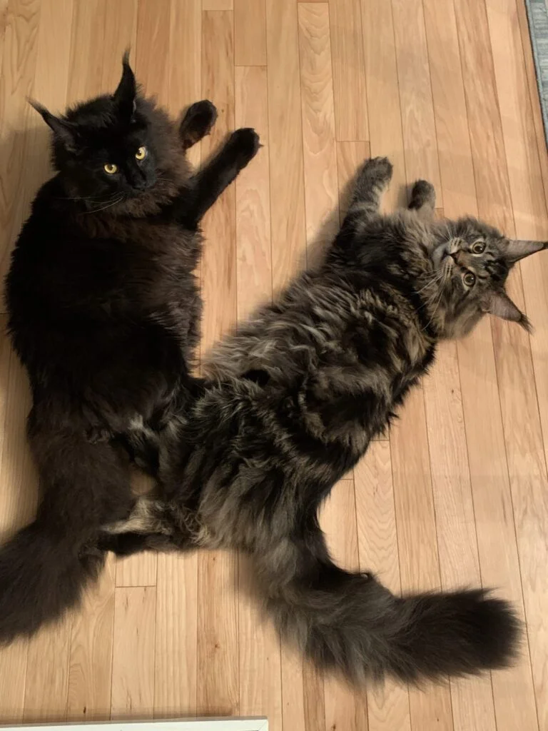 The Best Toys for Maine Coon Cats