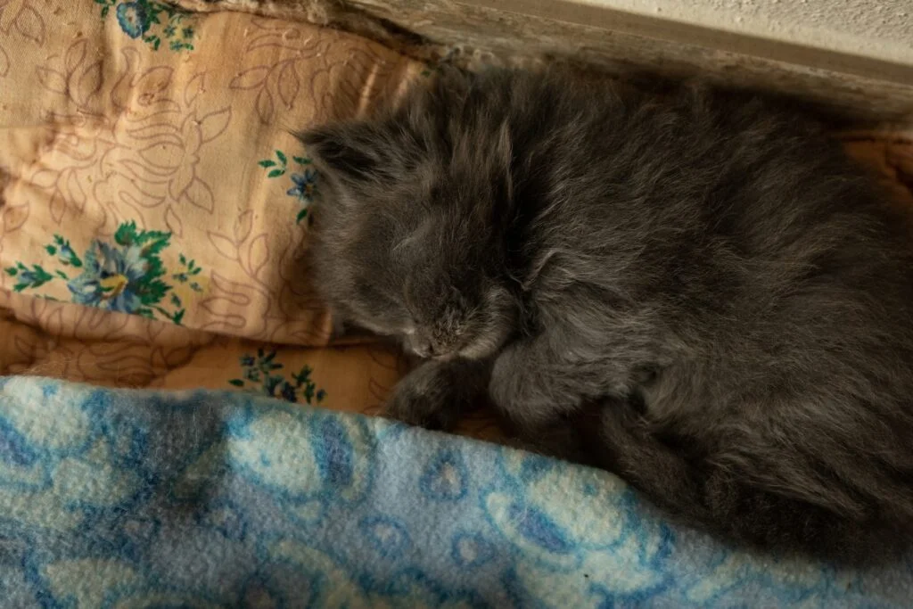 How to Care for Your Maine Coon Kitten
