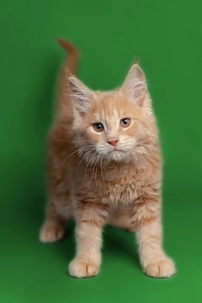 Our Kittens