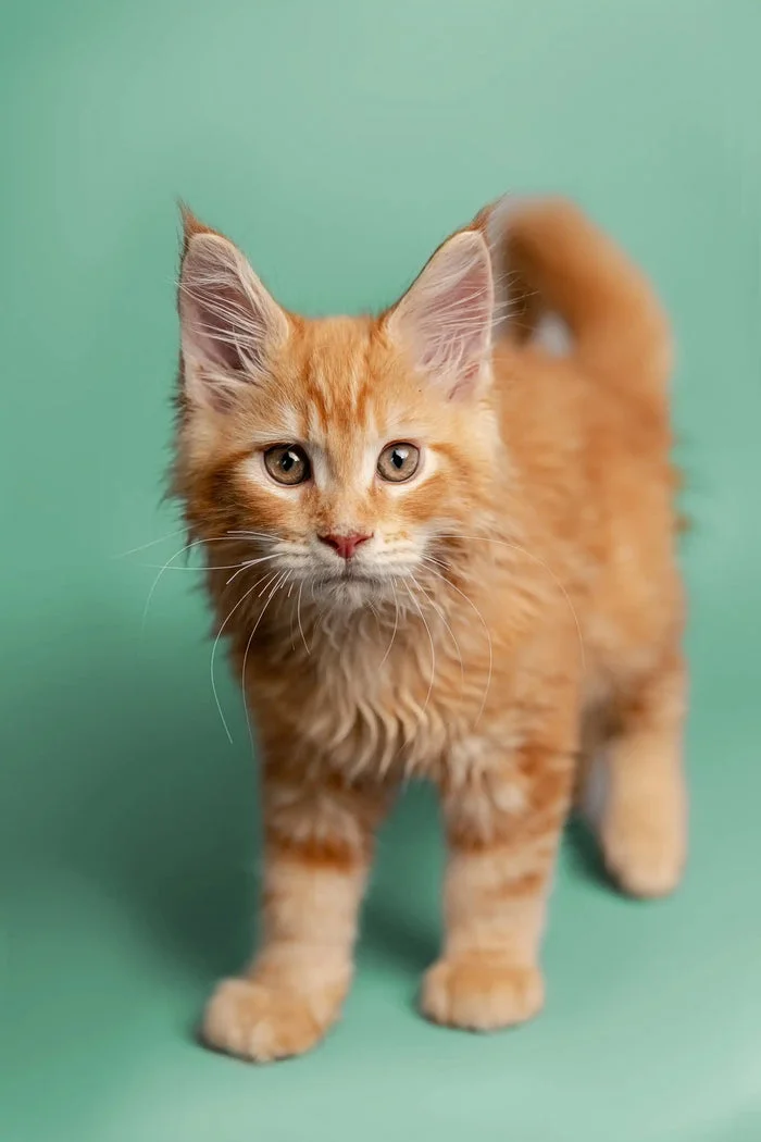 Our Kittens