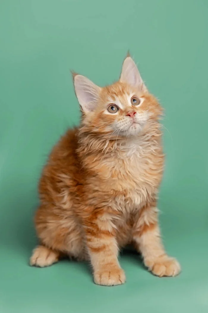 Our Kittens