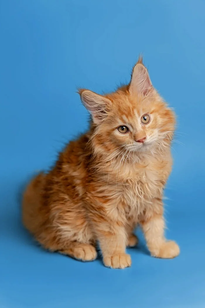 Our Kittens