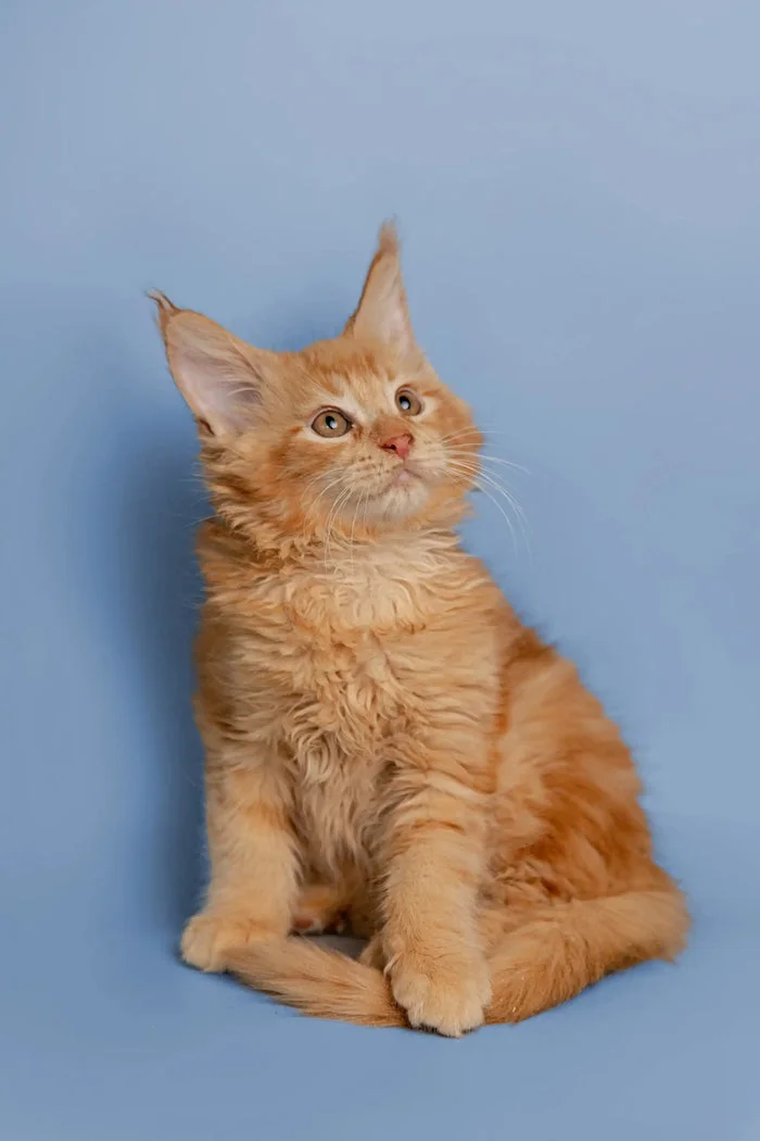 Our Kittens