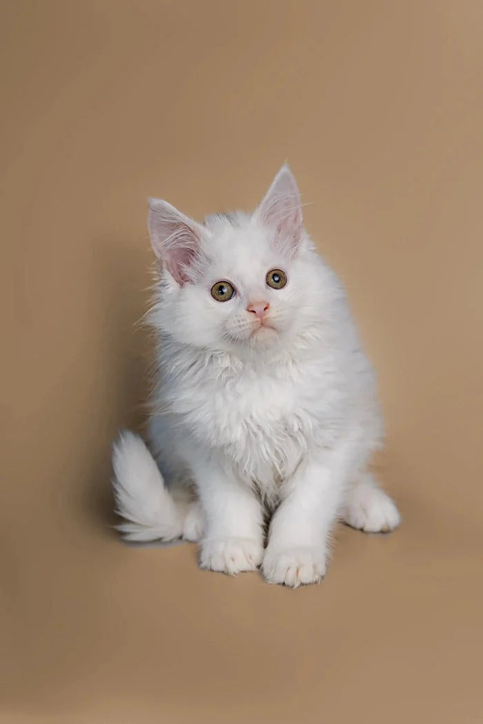 Our Kittens
