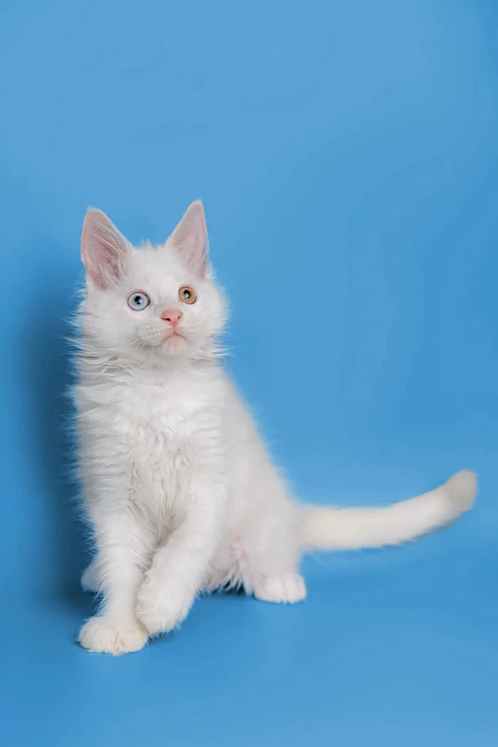 Our Kittens