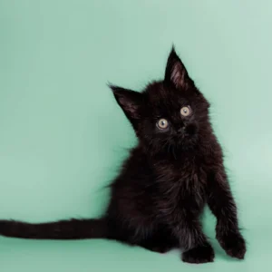 Onyx