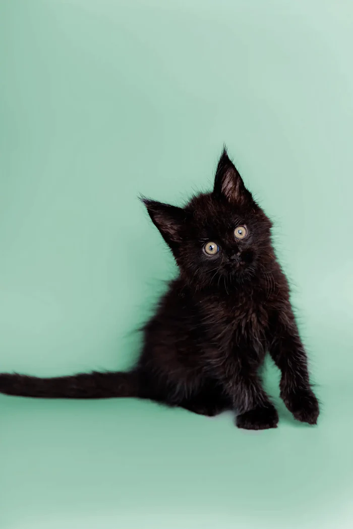 Our Kittens