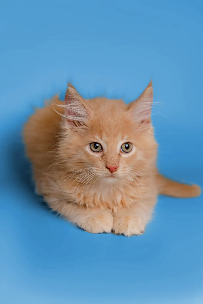 Our Kittens