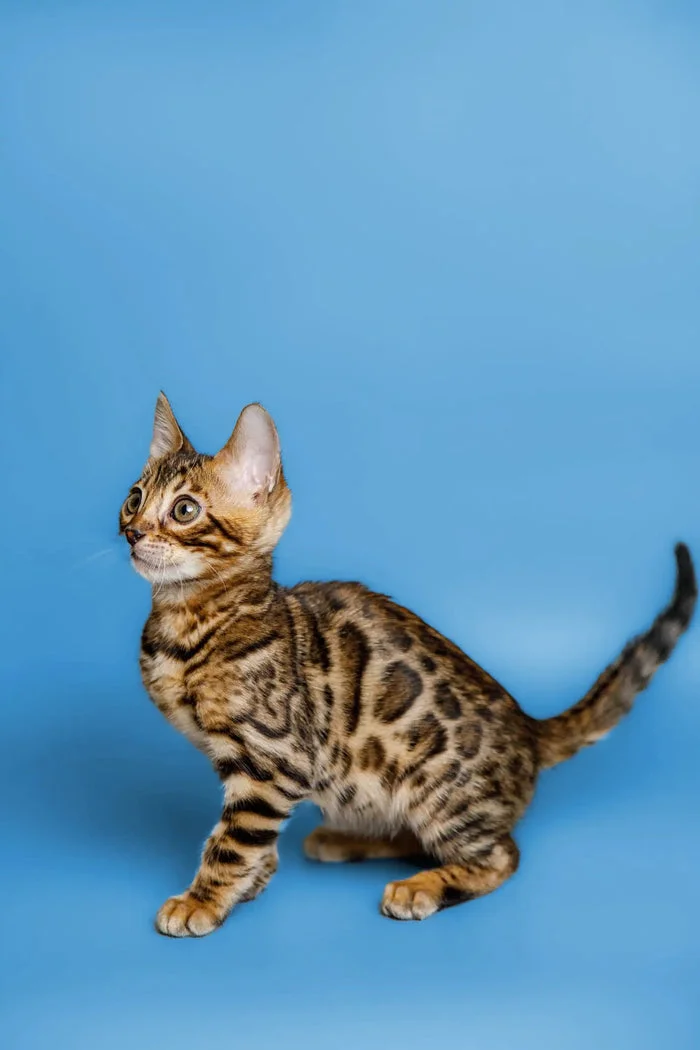 Our Kittens