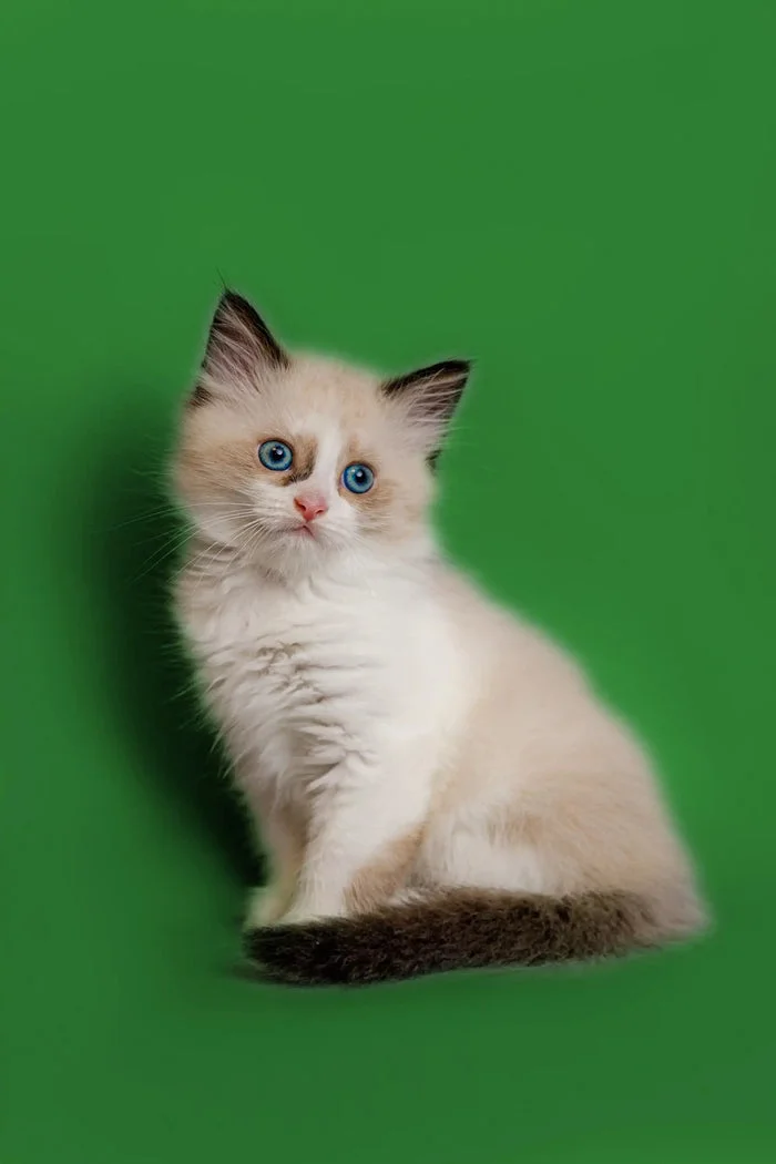 Our Kittens