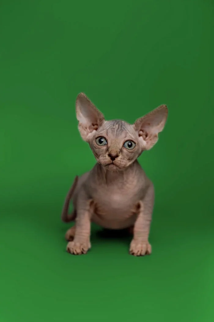 Our Kittens