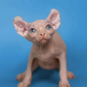 Minni