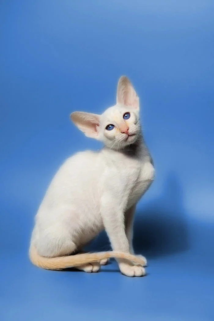 Our Kittens