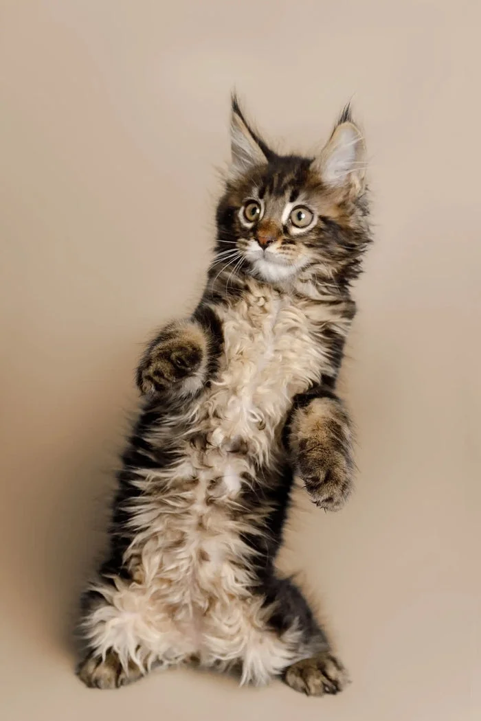 Our Kittens
