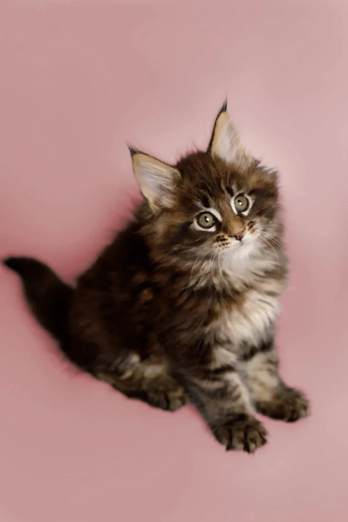 Our Kittens