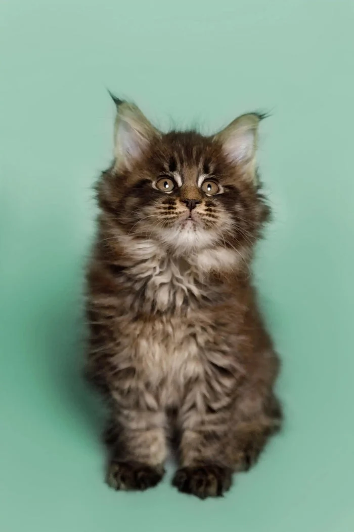 Our Kittens