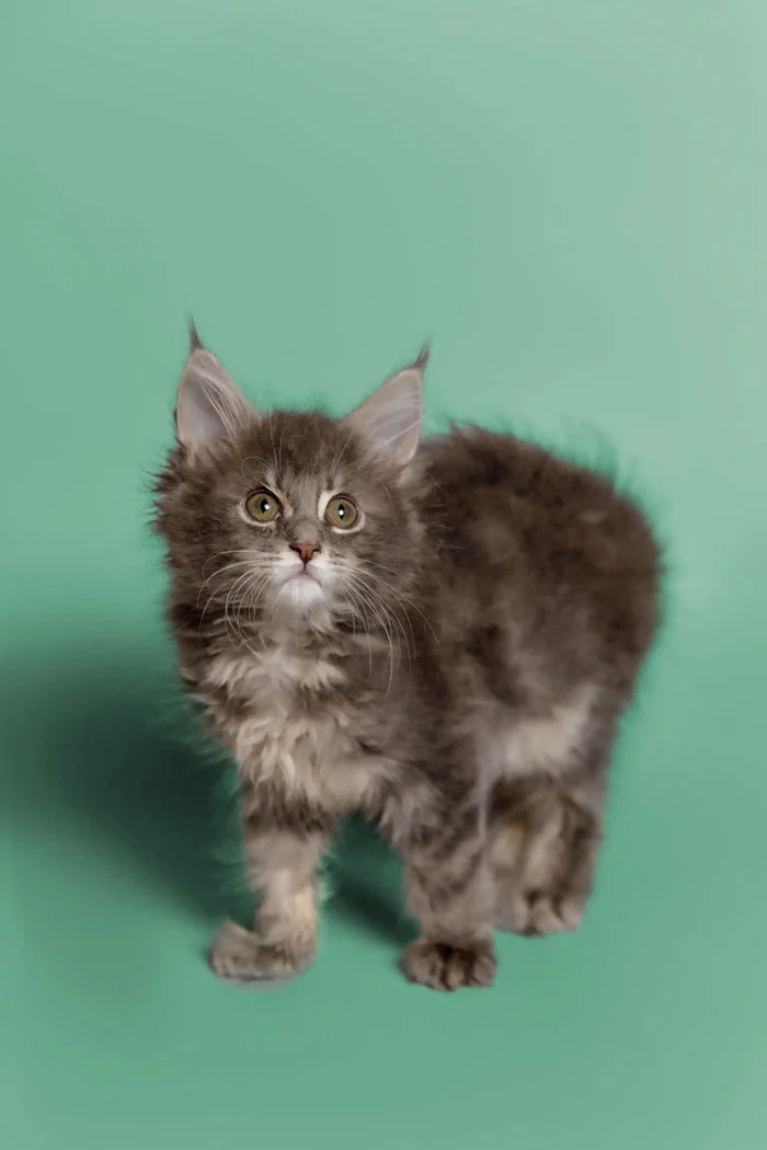 Our Kittens