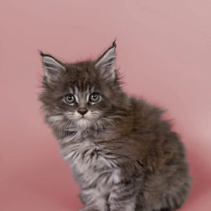 becca-maine-coon-kitten-pay-in-full-cat-kittens-for-sale-available-today-buy-bets-price-610_700x