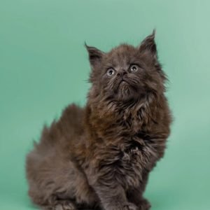bella-maine-coon-kitten-pay-in-full-cat-kittens-for-sale-available-today-buy-bets-price-766_700x