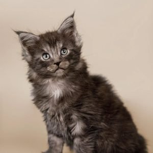 brandon-maine-coon-kitten-cat-for-sale-breeders-near-you-adopt-now-263_700x