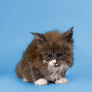 brian-maine-coon-kitten-pay-in-full-cat-kittens-for-sale-available-today-buy-bets-price-323_700x