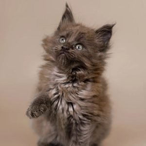 brooklyn-maine-coon-kitten-cat-for-sale-breeders-near-you-adopt-now-117_700x