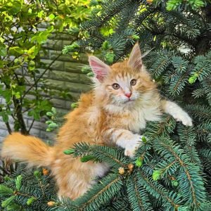 frappe-maine-coon-kitten-cat-kittens-for-sale-available-today-buy-bets-price-303_700x